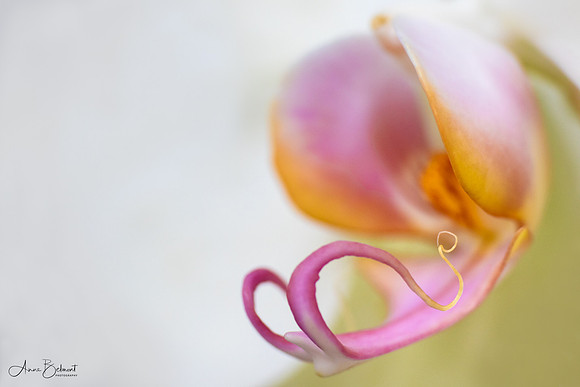 Phalaenopsis Orchid
