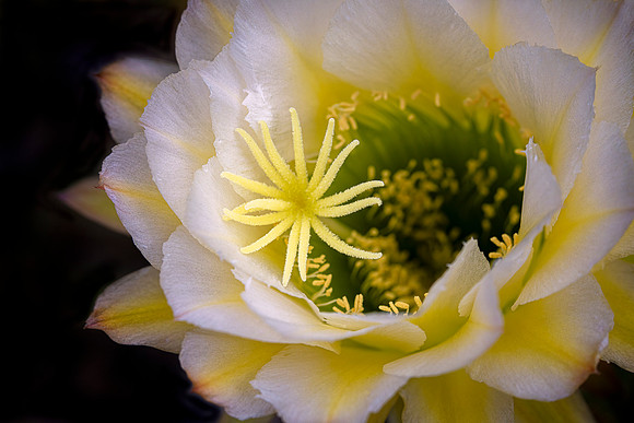 Echinopsis