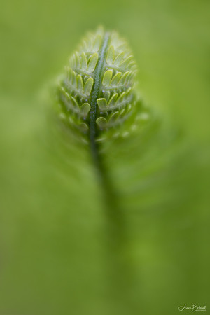 Emerging