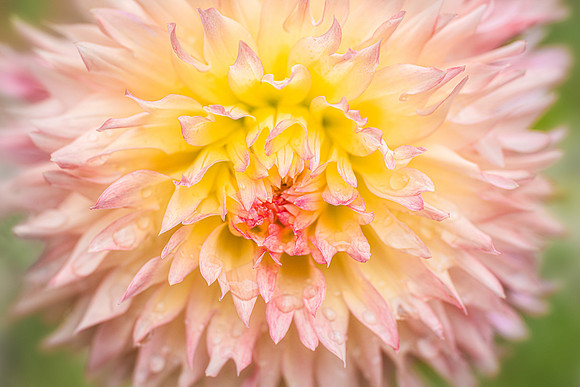 Dahlia 'Hapet Champagne'