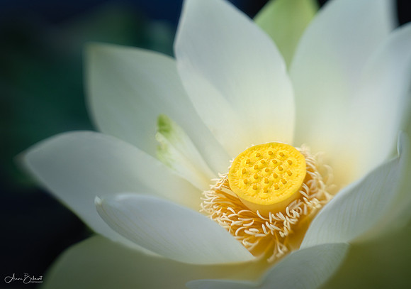 Lotus in Bloom