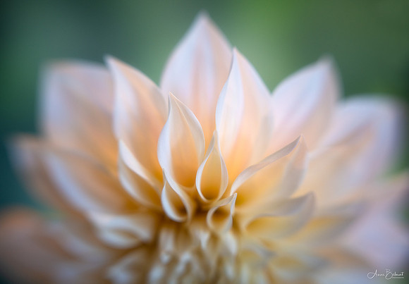 Dahlia 'Cafe Au Lait'