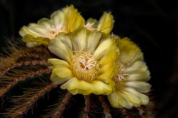 Cactus Flowers