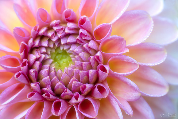 Dew-Covered Dahlia