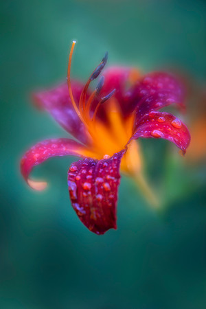 Daylily with Raindrops