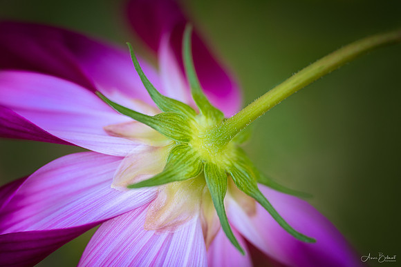 Cosmos