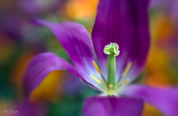 Tower Hill Tulip