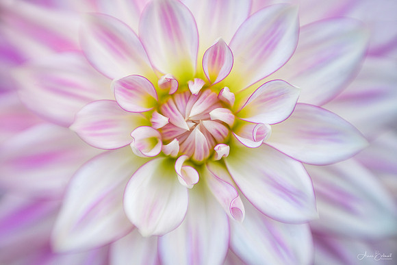 Dahlia 'AC Chelan'