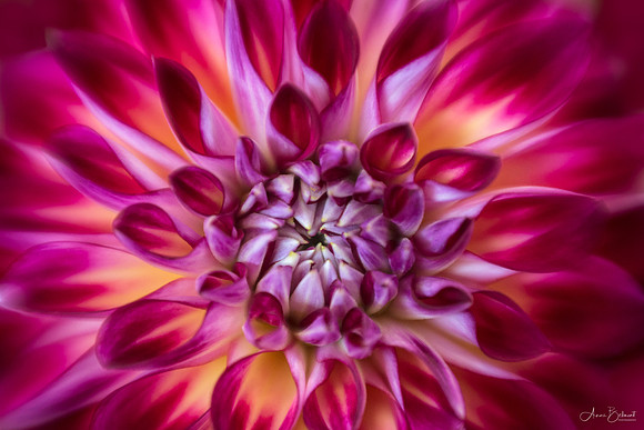 Dahlia Patterns
