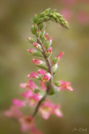 Graceful Foxglove