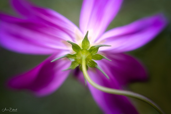 Dancer in the Garden