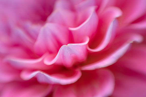Petal Details