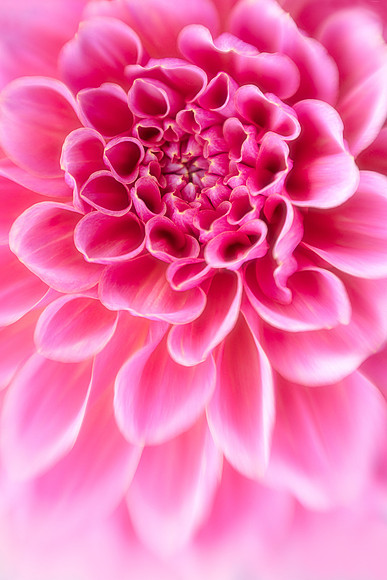 Pink Perfection