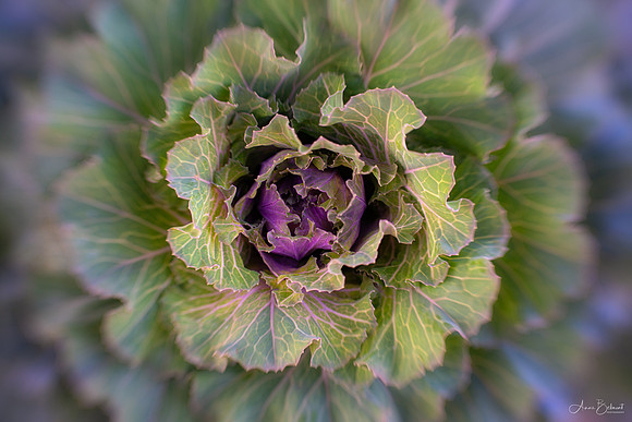 Ornamental Kale