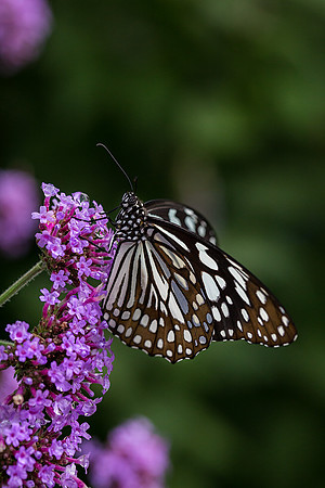 Blue Tiger