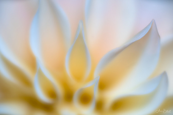 Sunrise in a Dahlia