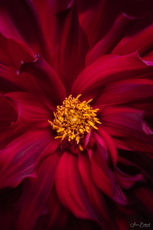 Red Passion