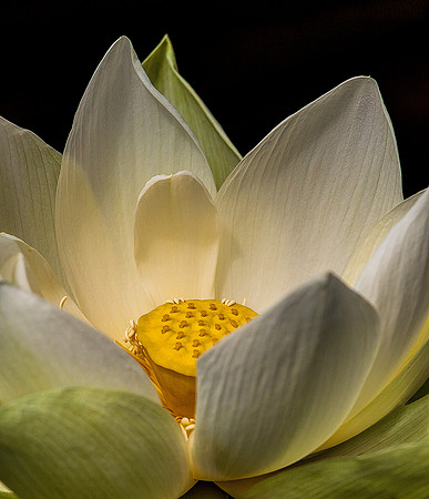 White Lotus