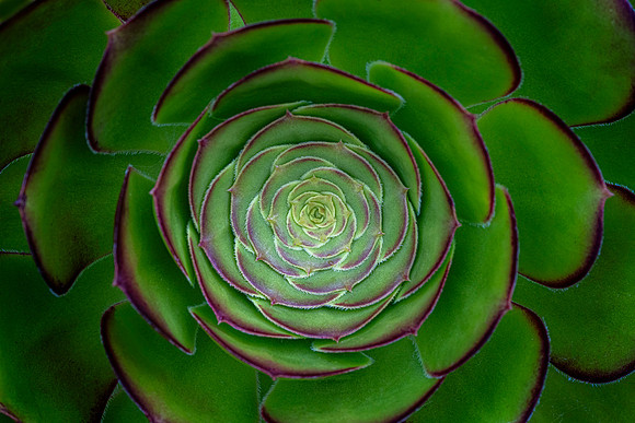 Aeonium