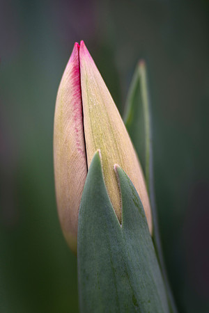 Contemplating Spring