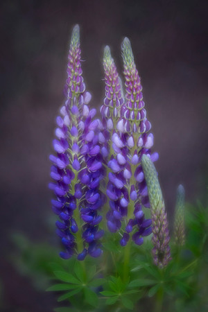 Lupines