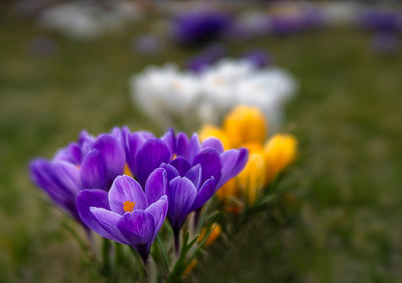 Crocuses of Evening Island