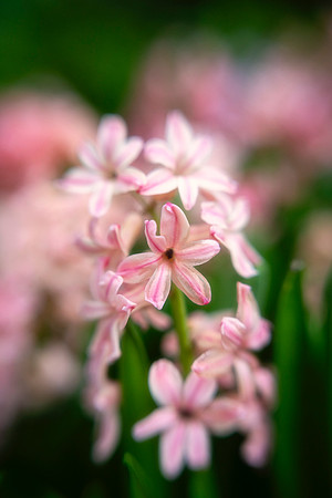 Sweet Hyacinth