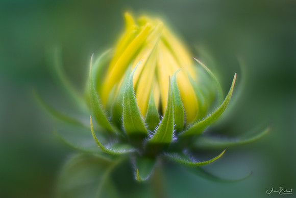 Reaching for the Sun