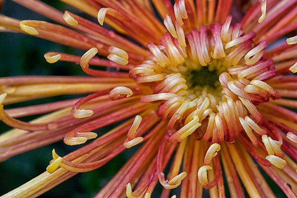 Spider Mum