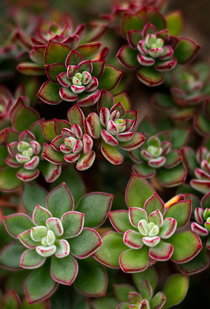 Red Velvet Echeveria