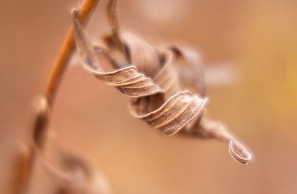 Goldenrod Curls