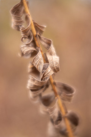 Goldenrod Curls
