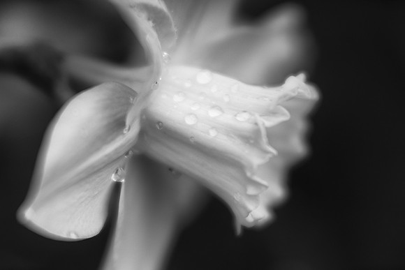 Spring Daffodil