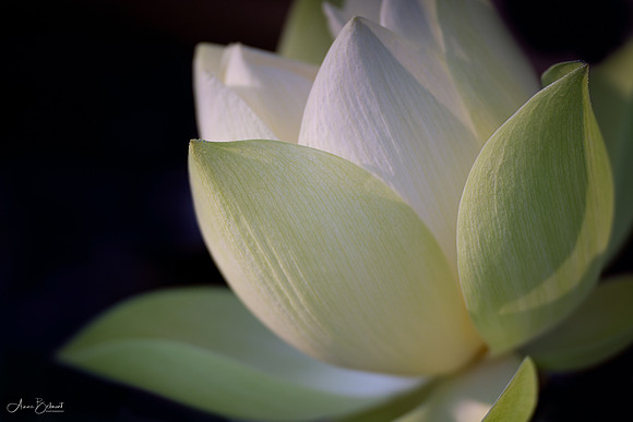 Lotus in Morning Light