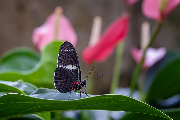 Sara Longwing with Anthurium
