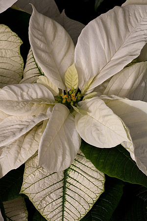 Poinsettia