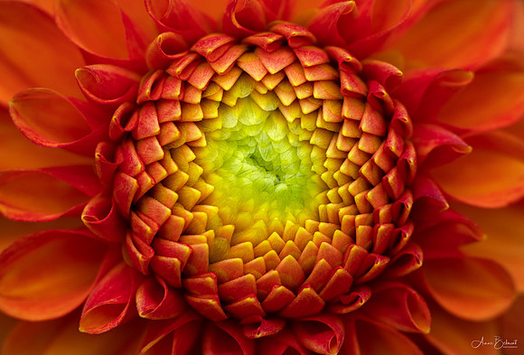 Dahlia 'Camano Buz'