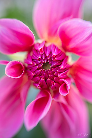 Karin's Dahlia