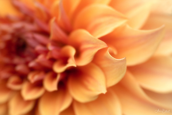 Dahlia 'Steve Meggos'