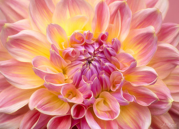 Garden Beauty