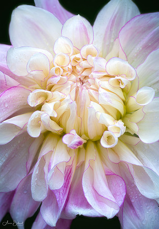 Dahlia 'Mother's Love'