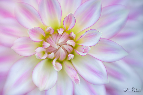 Dahlia 'AC Chelan'