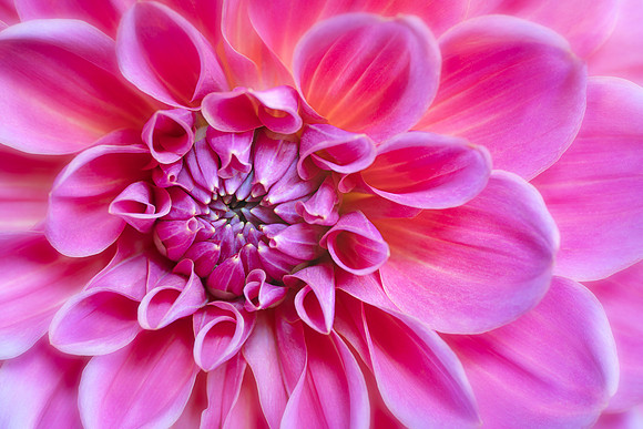 Pink Beauty