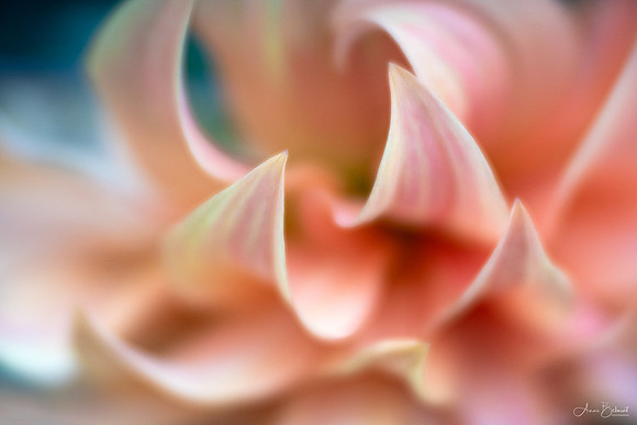 Dahlia 'Steve Meggos'