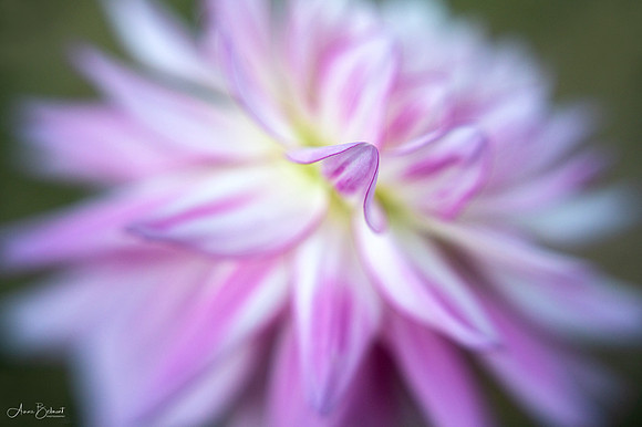 Dahlia 'AC Chelan'
