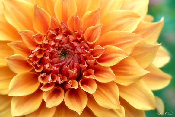 Dahlia 'Steve Meggos'