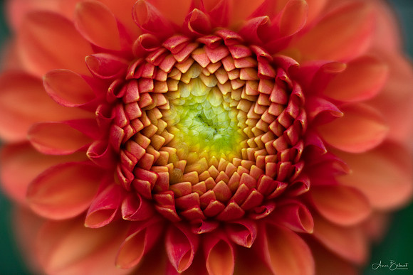 Dahlia 'Camano Buz'