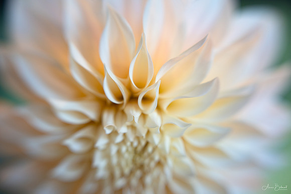 Dahlia 'Cafe Au Lait'