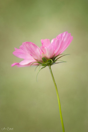 Cosmos Dancing in the Garden