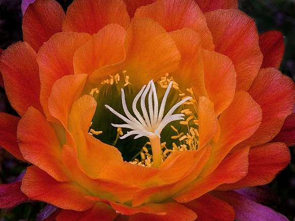 'Apricot Glow' Cactus
